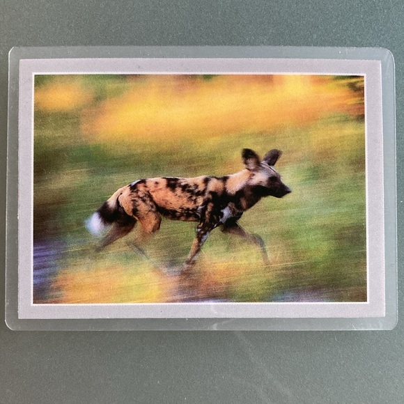 Vintage Safari Photo Magnets Set of 3 South Africa - Picture 4 of 6